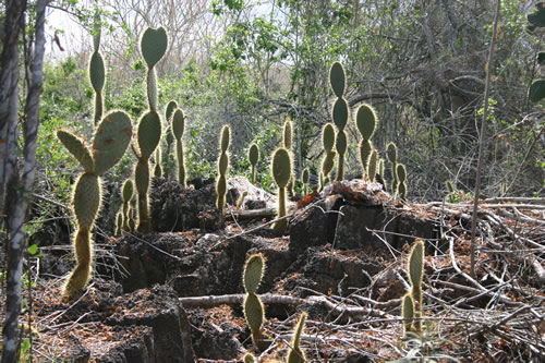 Pleins feux sur les cactus!